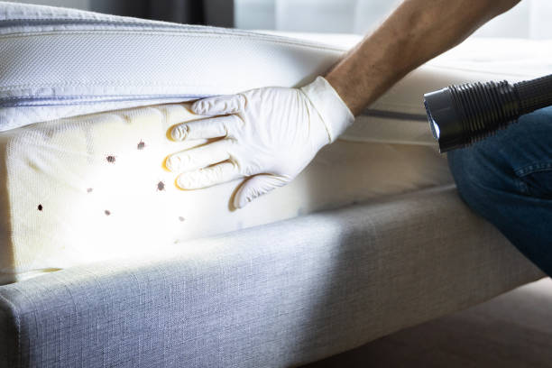 Best Mosquito Control Services  in Many, LA