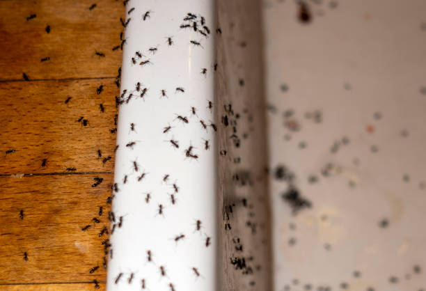 Best Wasp Removal Services  in Many, LA